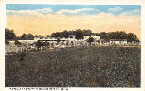 Morristown Tennessee Woodland Poultry Farm Vintage Postcard AA96770