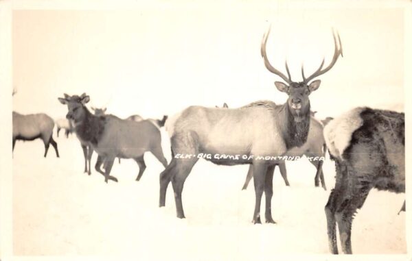 Montana Elk Deer Herd Real Photo Vintage Postcard AA96800