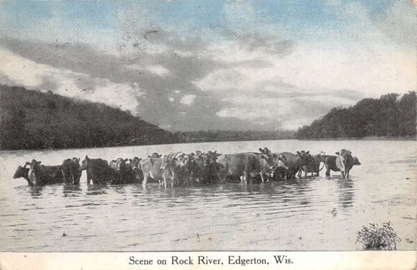 Edgerton Wisconsin Cattle in Rock River Scenic View Vintage Postcard AA96956