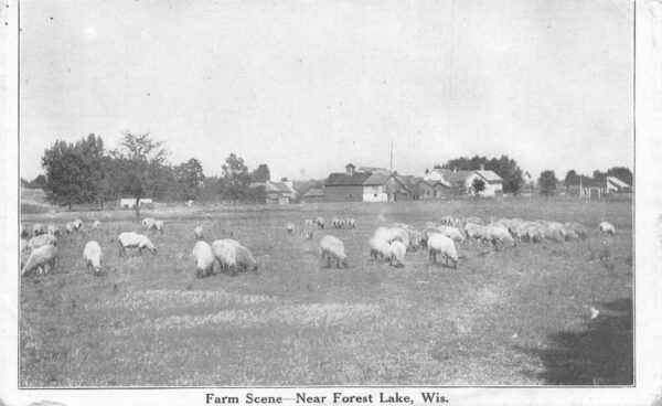 Forest Lake Wisconsin Farm Scene Sheep Vintage Postcard AA97032