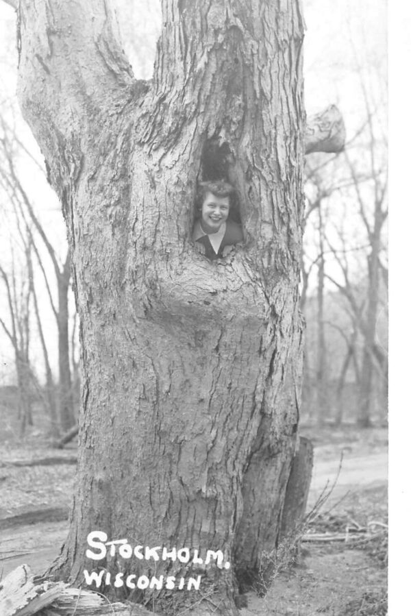 Stockholm Wisconsin Lady in Tree Real Photo Vintage Postcard AA97255