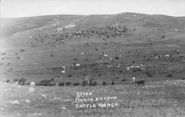 North Dakota Cattle Ranch Scenic View Real Photo Vintage Postcard AA97713