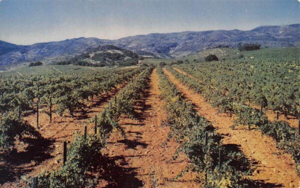 St Helena California Louis M Martini Vineyard Vintage Postcard AA97871