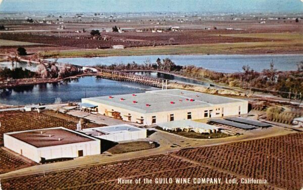 Lodi California Guild Wine Co Vineyard Vintage Postcard AA97872