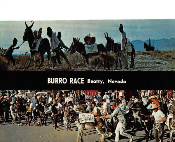 Beatty Nevada Burro Donkey Race Vintage Postcard AA97874