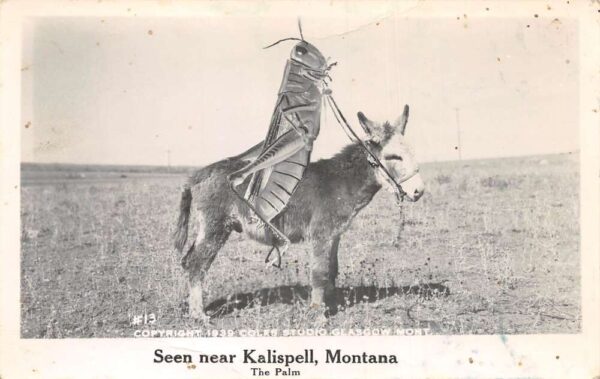 Kalispell Montana Grasshopper Riding Donkey Exaggeration Real Photo PC AA98177