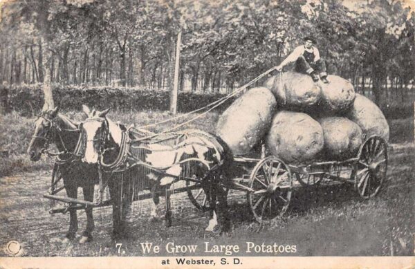 Webster South Dakota Exaggerated Potatoes in Horse Cart, Vintage PC U22409