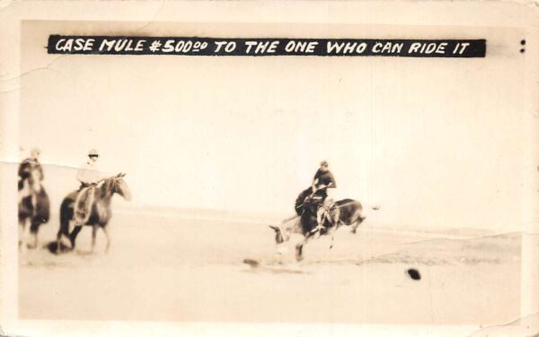 Hendley Nebraska Rodeo Case Mule Contest Real Photo Vintage Postcard AA98861