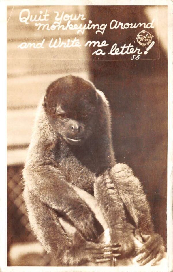 Greetings "Quit your Monkeying Around" Frasher Real Photo Postcard AA98918